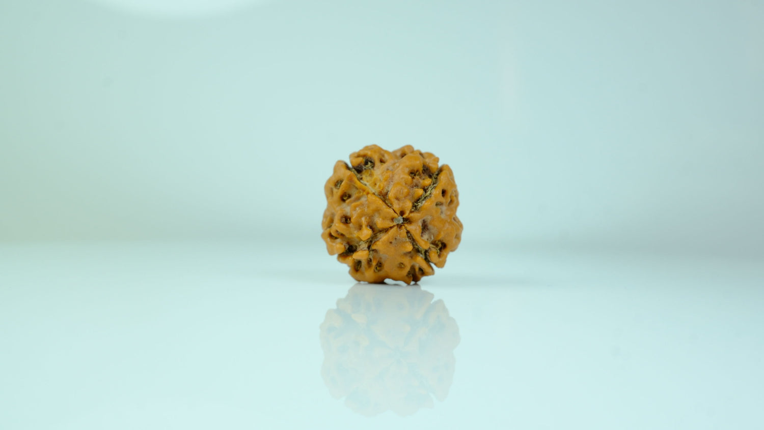 4 Mukhi Rudraksha