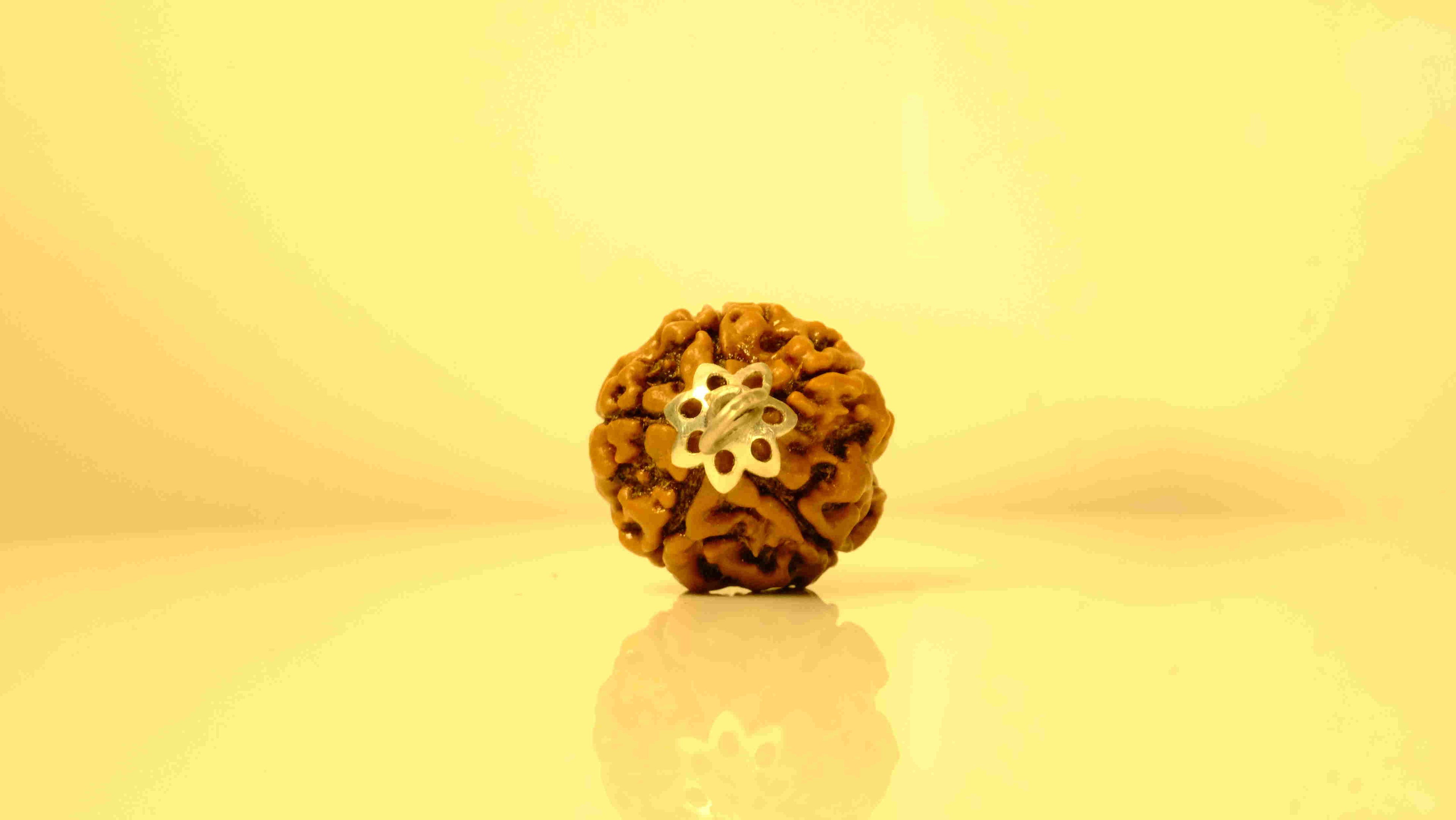 5 Mukhi Nepali Rudraksha with Silver Capping