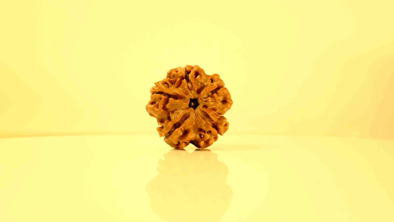 5 Mukhi Rudraksha Premium Collector – Peace, Protection, Spiritual Growth