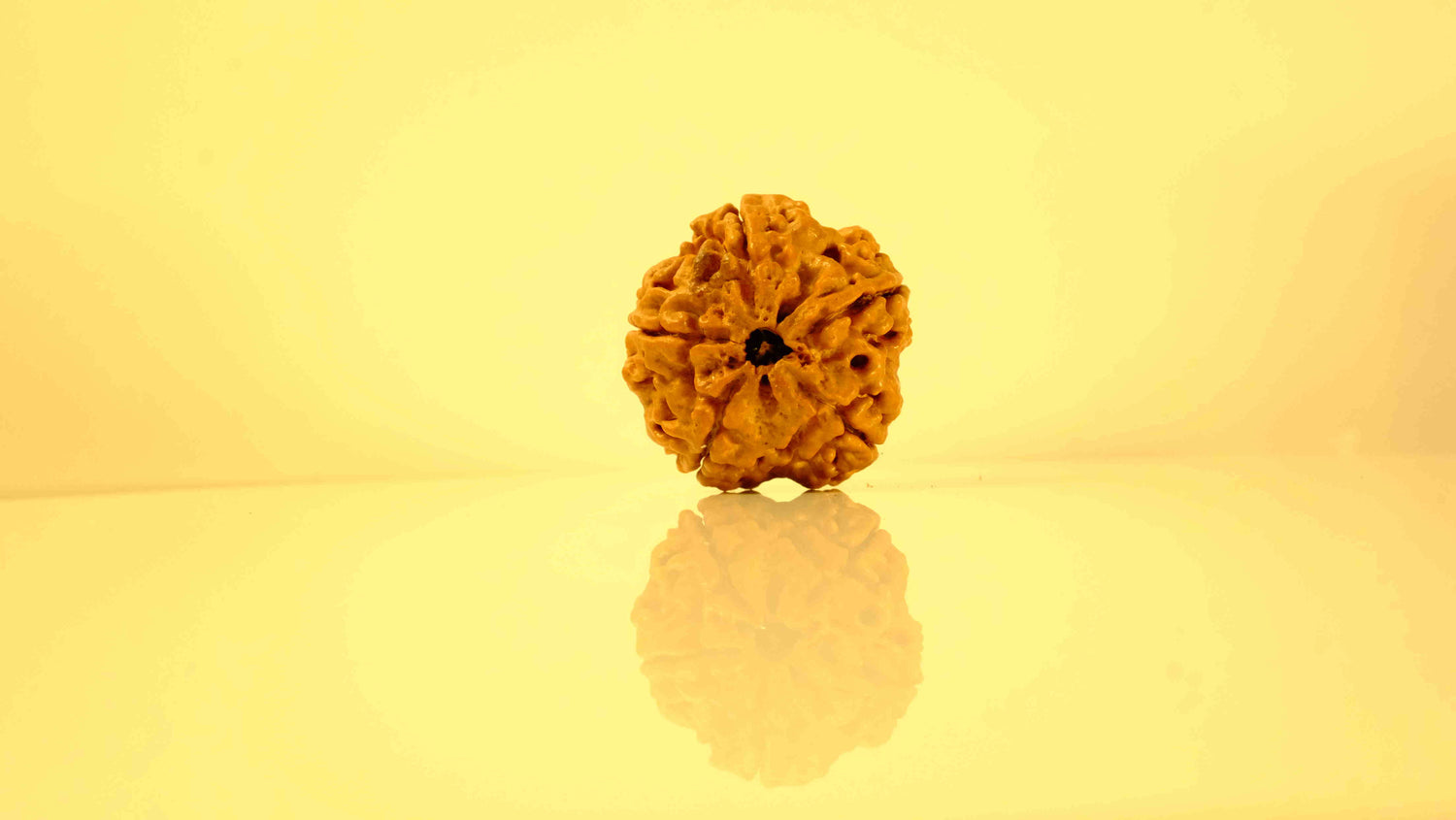 5 Mukhi Rudraksha Premium Collector – Peace, Protection, Spiritual Growth