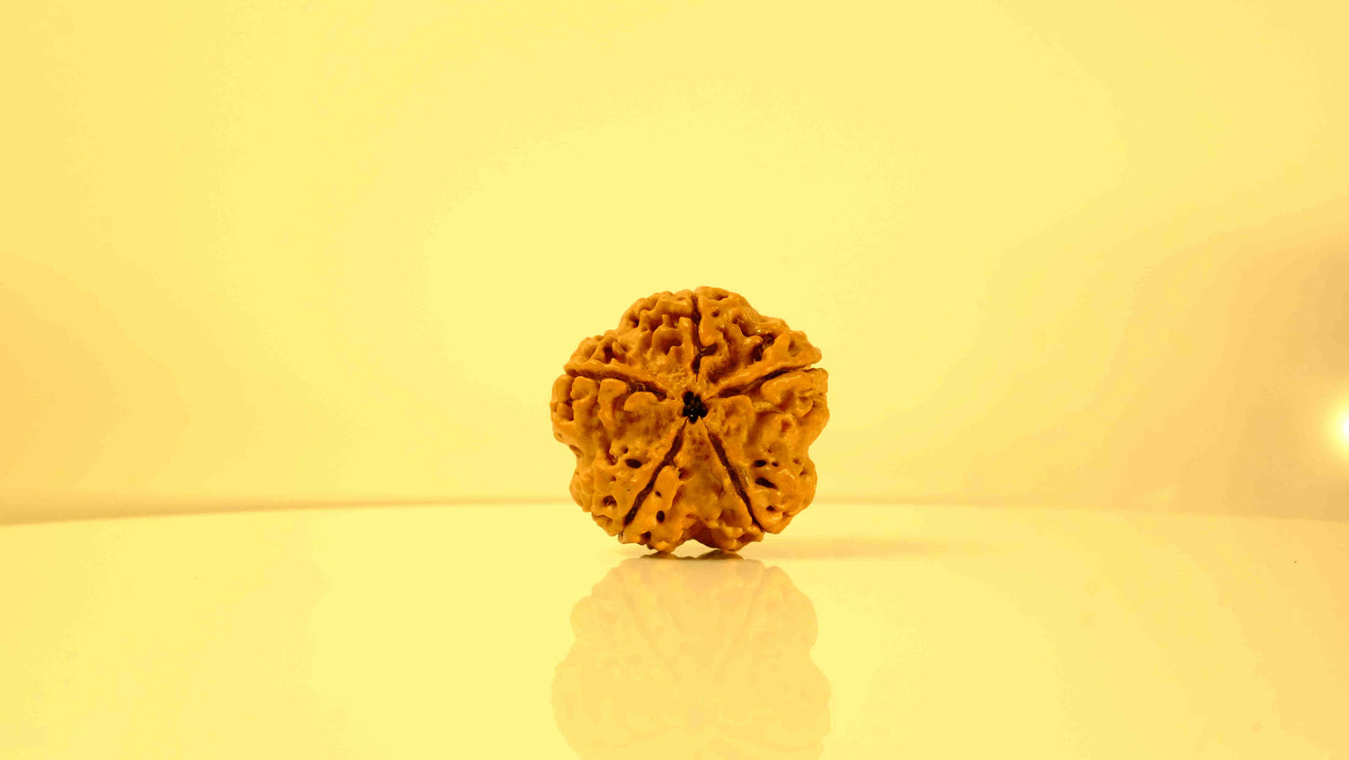 5 Mukhi Rudraksha Premium Collector – Peace, Protection, Spiritual Growth