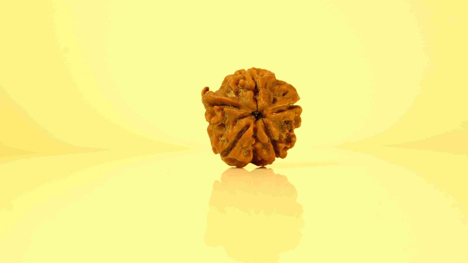 Ganesh Mukhi (Ganapathy, Vinayaka) Rudraksha
