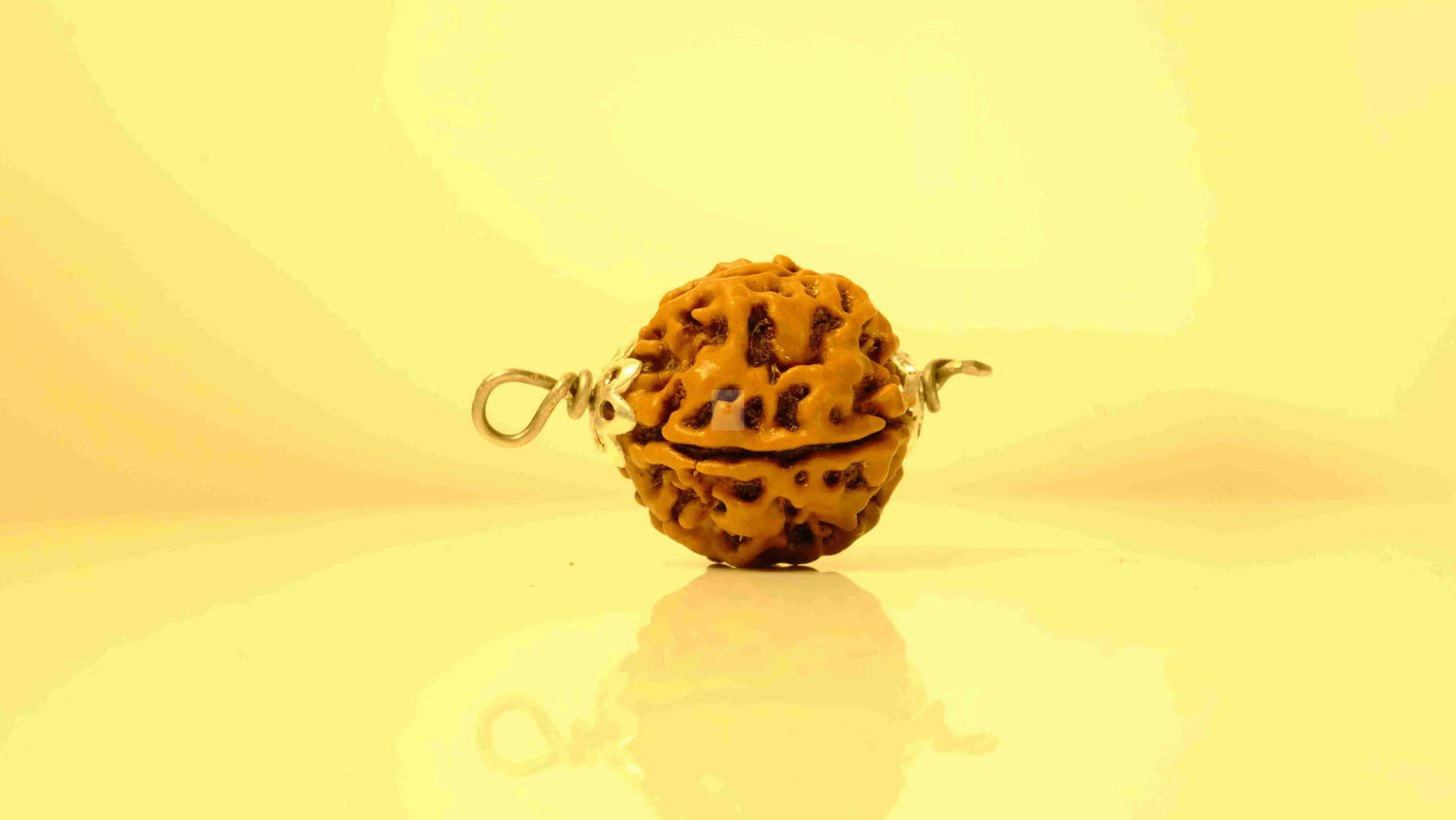 5 Mukhi Nepali Rudraksha with Silver Capping Rudra Kailash