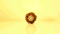 6 Mukhi Nepali Rudraksha with Silver Capping