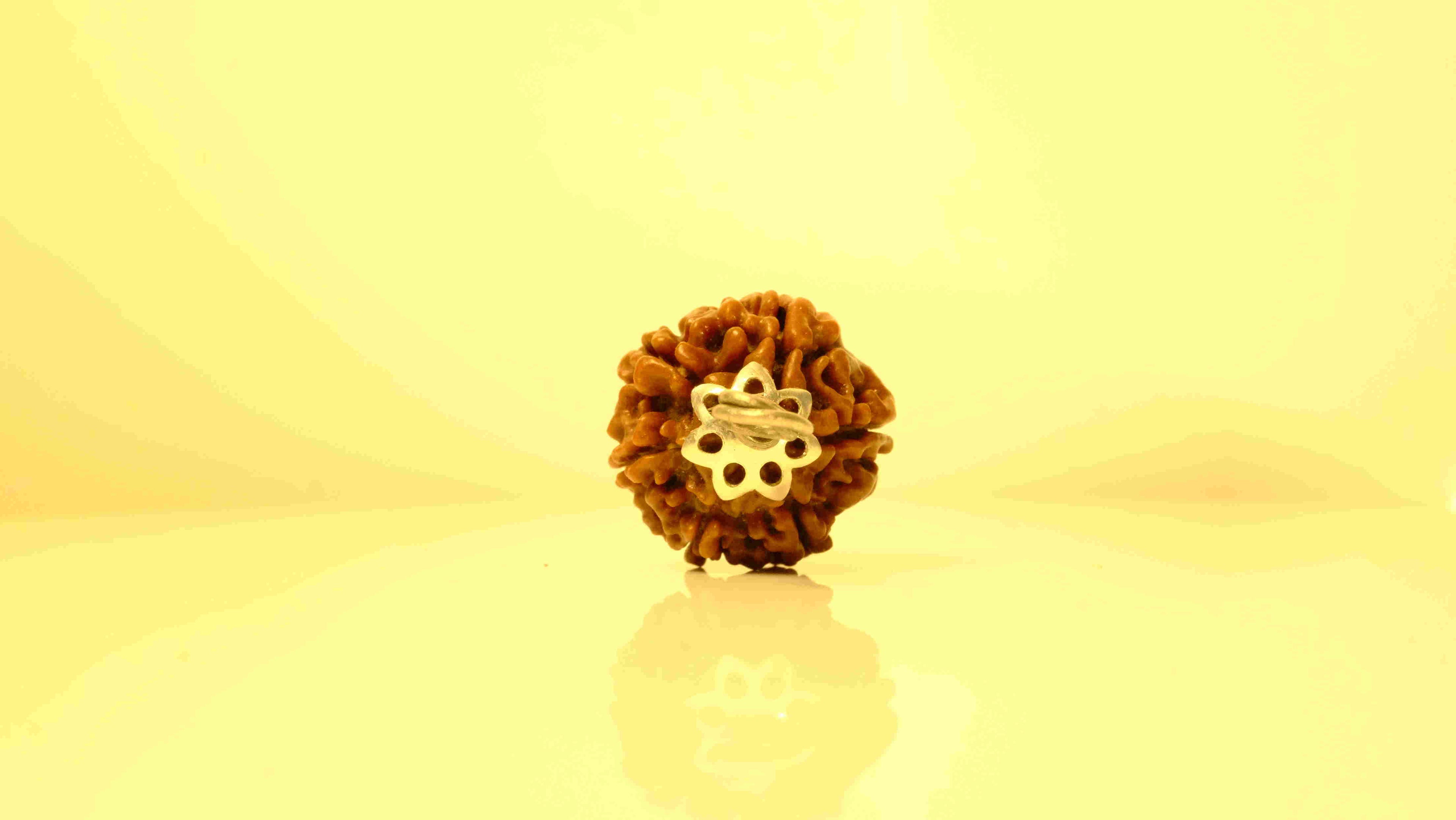 6 Mukhi Nepali Rudraksha with Silver Capping