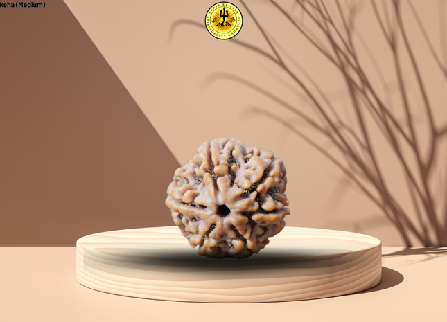 6 Mukhi Original Nepali Rudraksha (Medium)I