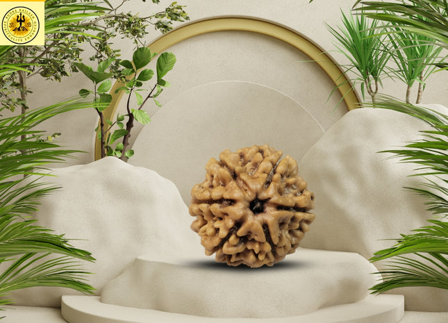 6 Mukhi Original Nepali Rudraksha (Medium)