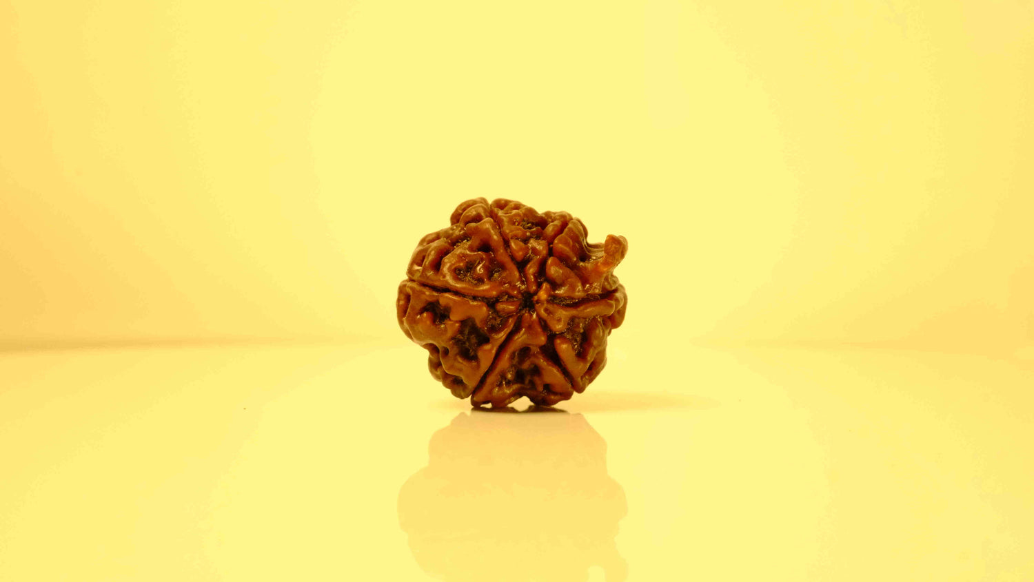 4 Mukhi Rudraksha With Ganesh Mukhi