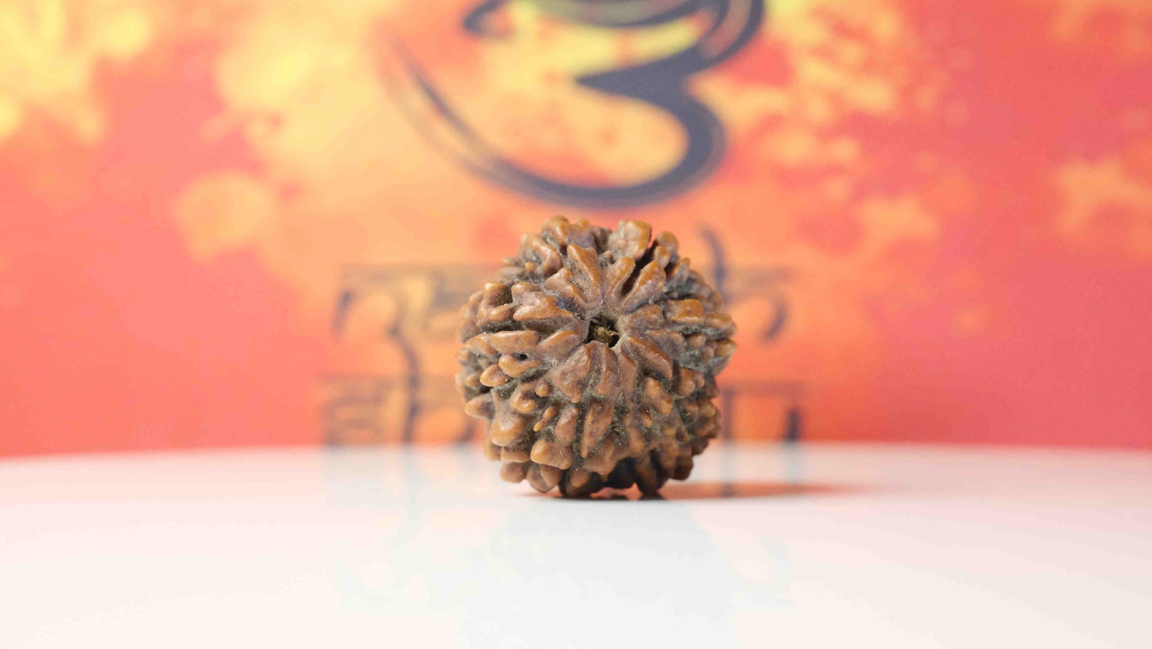 Six Mukhi 6 Face Premium Rudraksha – Confidence, Emotional Balance & Positivity