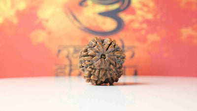 6 Mukhi Rudraksha Premium Collector – Confidence, Emotional Balance & Positivity Rudra Kailash