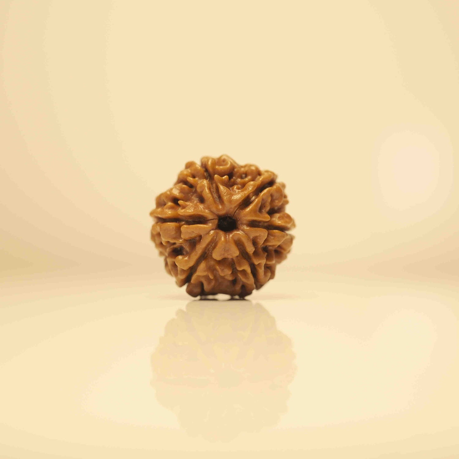 6 Mukhi Rudraksha