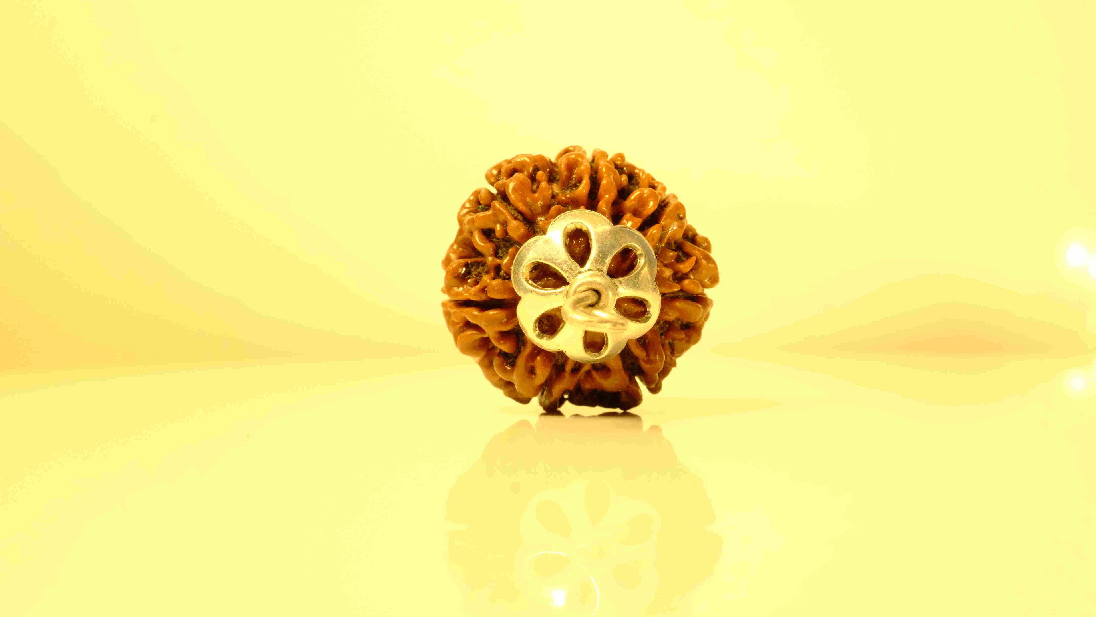 7 Mukhi Nepali Rudraksha with Silver Capping