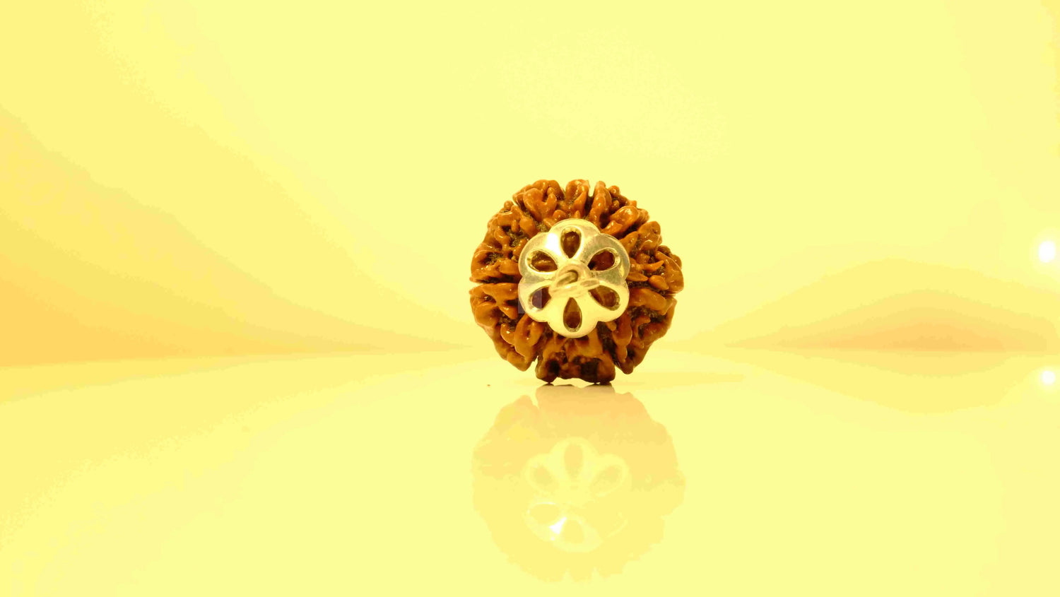 7 Mukhi Nepali Rudraksha with Silver Capping Rudra Kailash