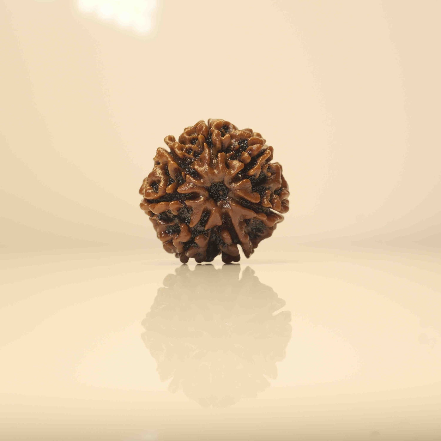 ஏழு முகி 7 முக ருத்ராட்சம் - வழக்கமான