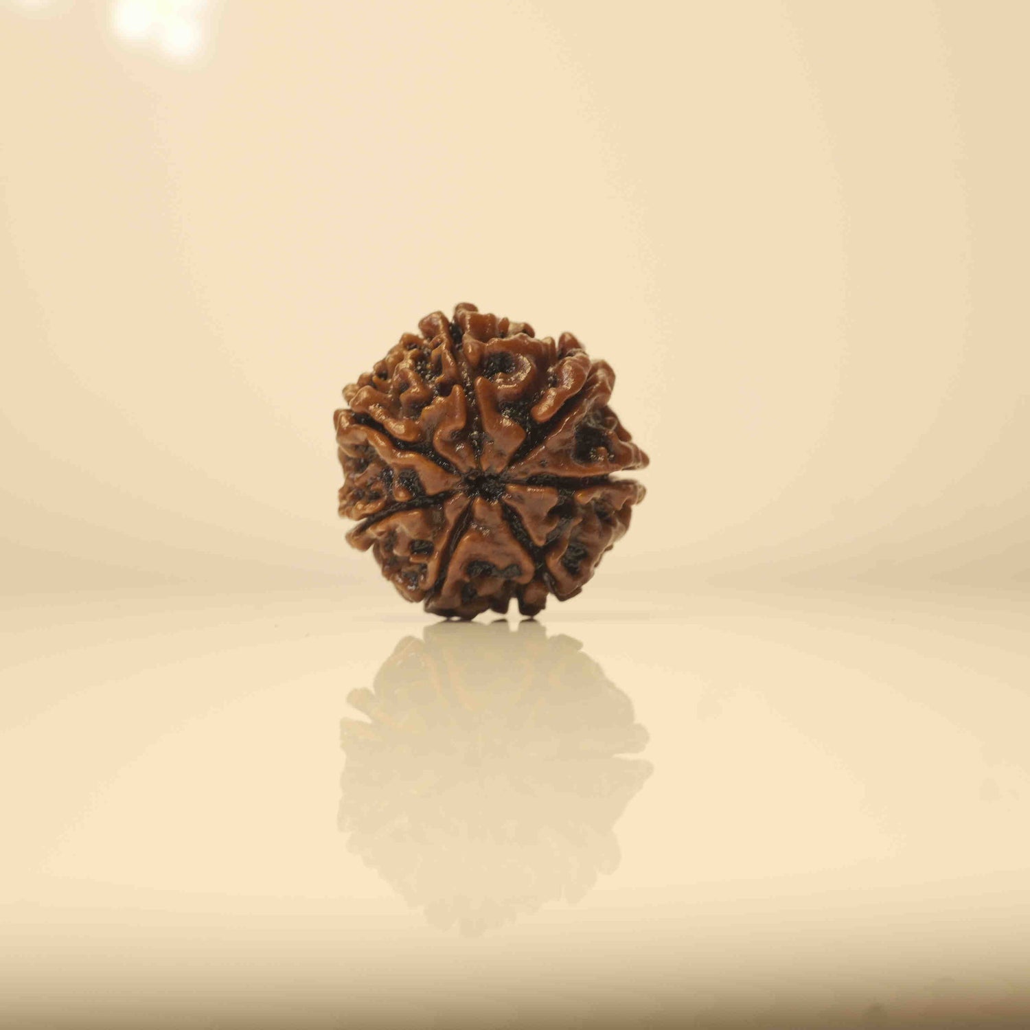 ஏழு முகி 7 முக ருத்ராட்சம் - வழக்கமான