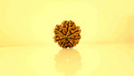 7 Mukhi Rudraksha Rudra Kailash