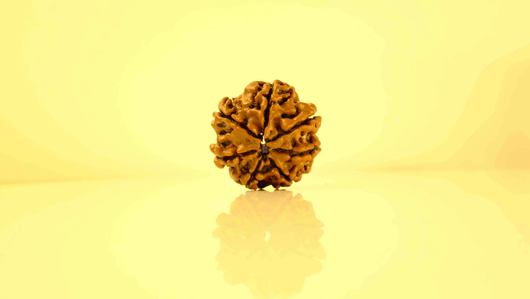7 Mukhi Rudraksha Rudra Kailash