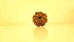 7 Mukhi Rudraksha Rudra Kailash