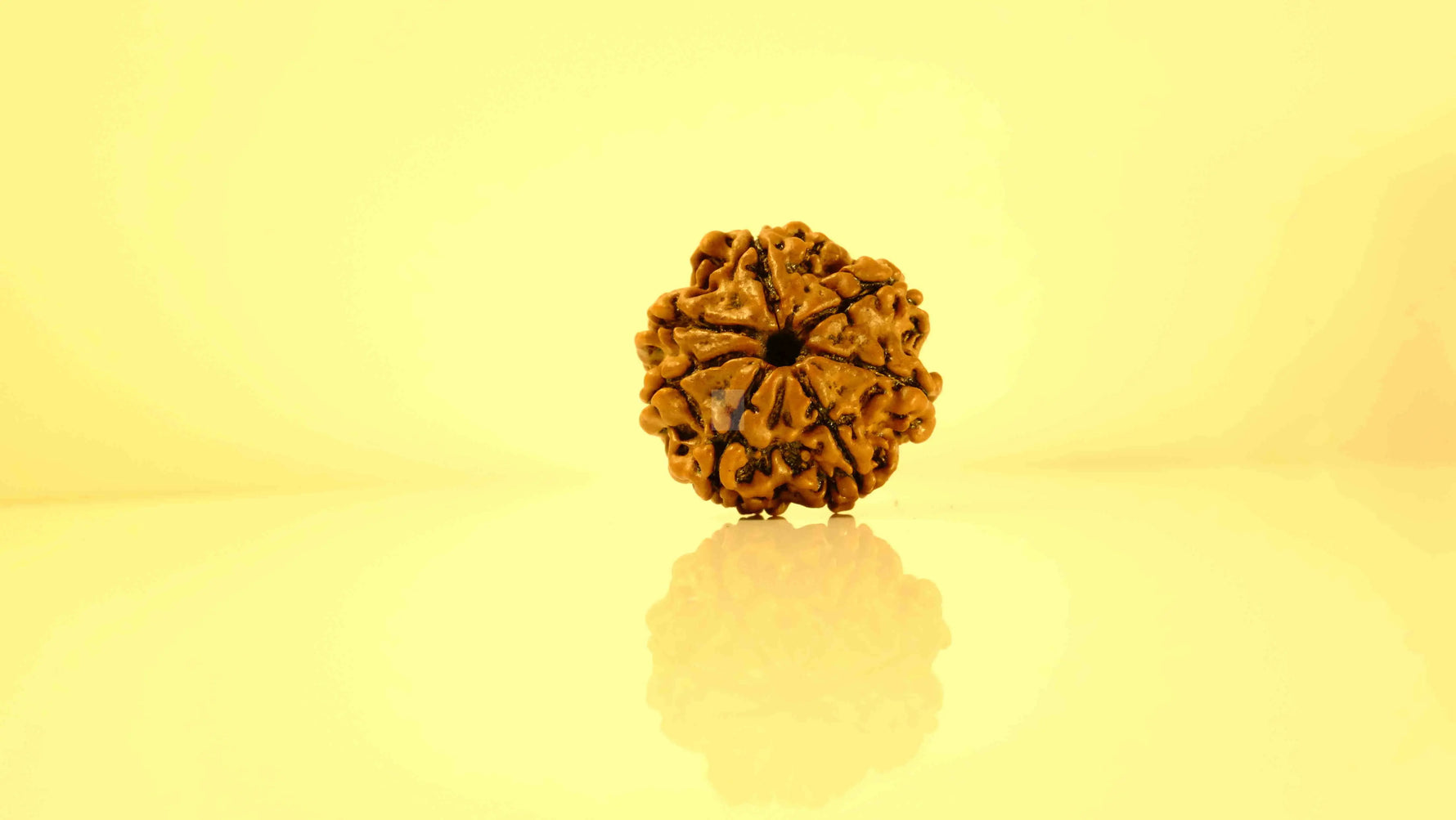 7 Mukhi Rudraksha Rudra Kailash