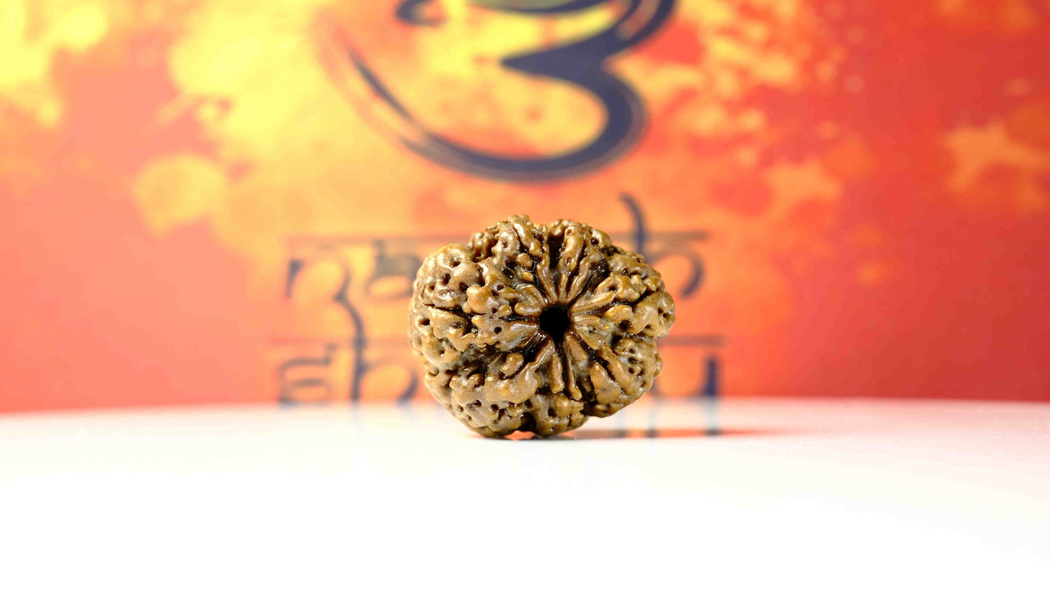 7 Mukhi Rudraksha Premium