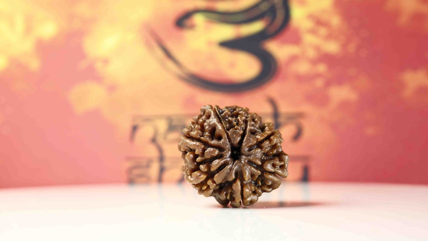 7 Mukhi Rudraksha Premium