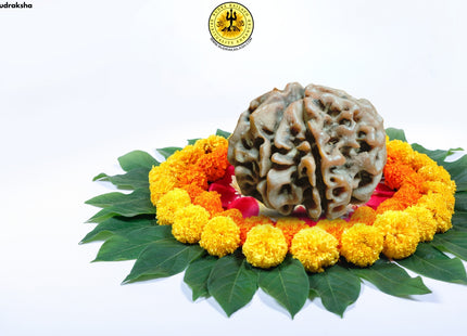 Ganesh Mukhi on 7 Mukhi Rudraksha. Divine, Double power, combines the power of 7 mukhi and Ganesh mukhi Rudraksha.