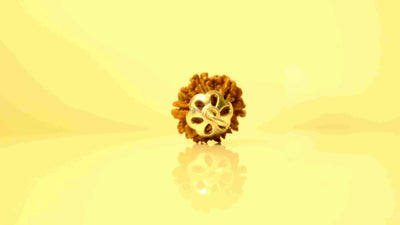 8 Mukhi Nepali Rudraksha with Silver Capping Rudra Kailash