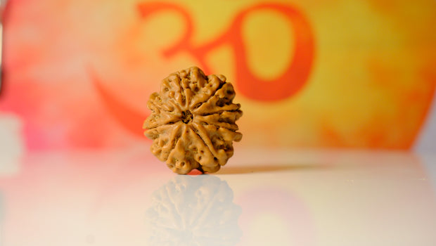 <h3>8 Mukhi Rudraksha</h3>