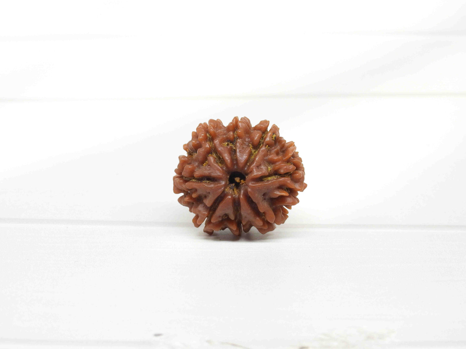 8 Mukhi Rudraksha