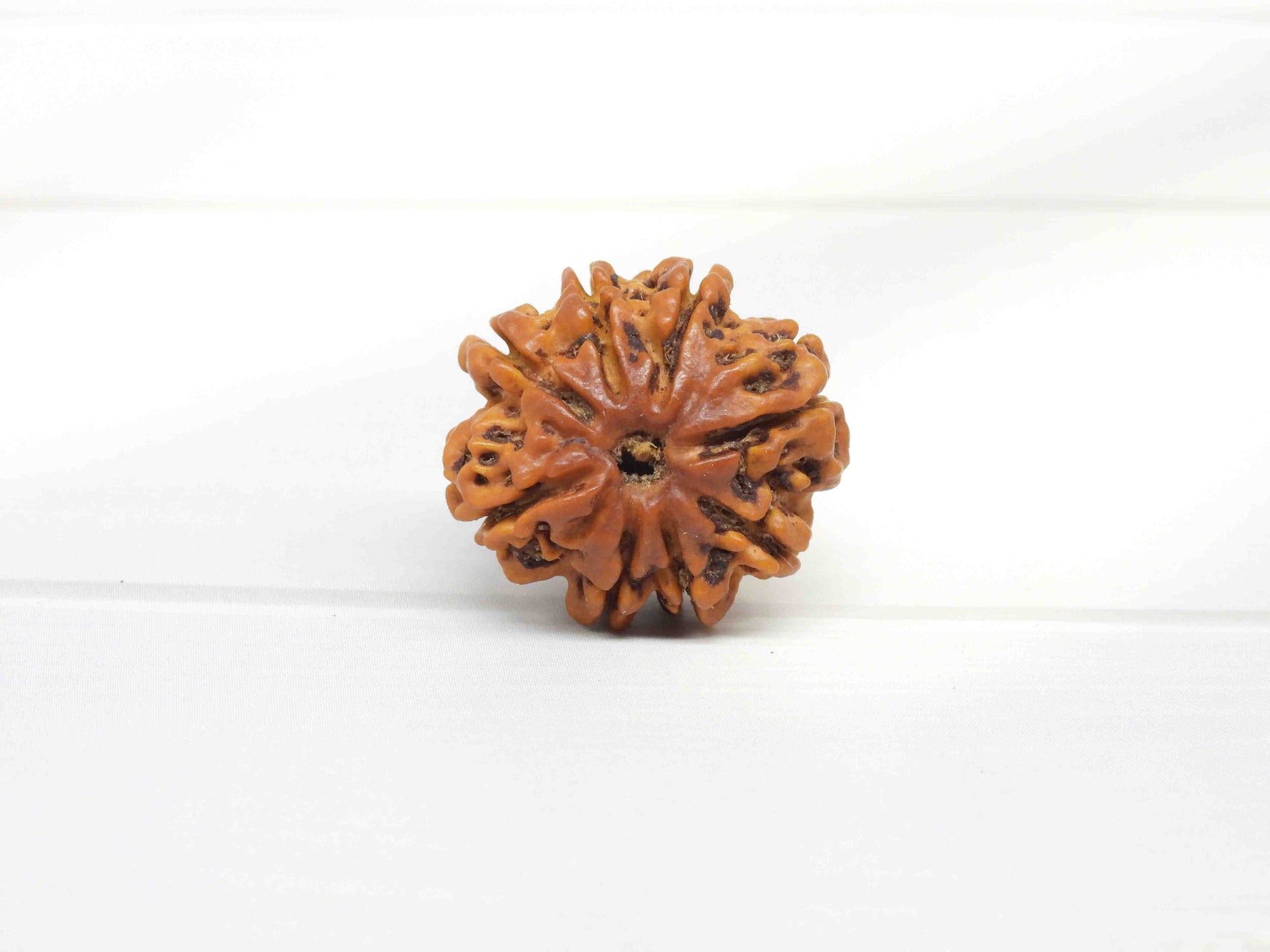 8 Mukhi Rudraksha