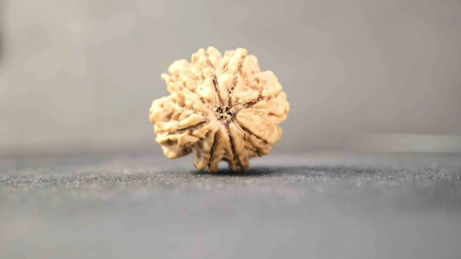 8 Mukhi Rudraksha Rudra Kailash