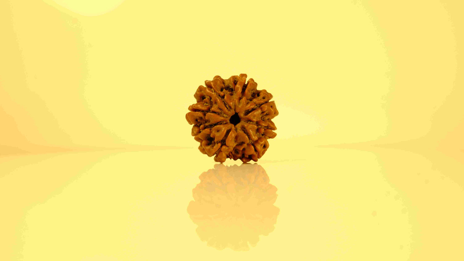 8 Mukhi Rudraksha
