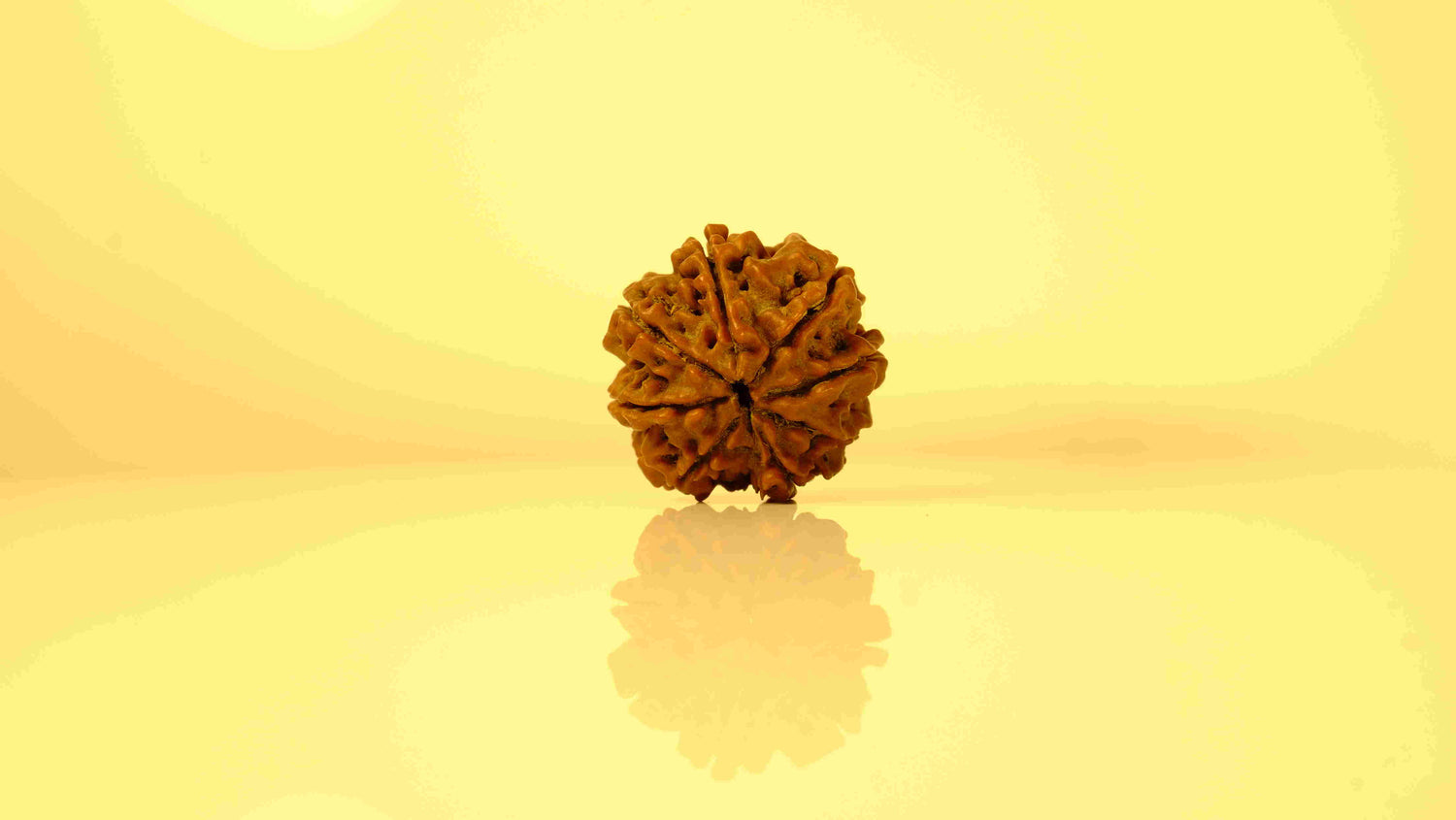 8 Mukhi Rudraksha