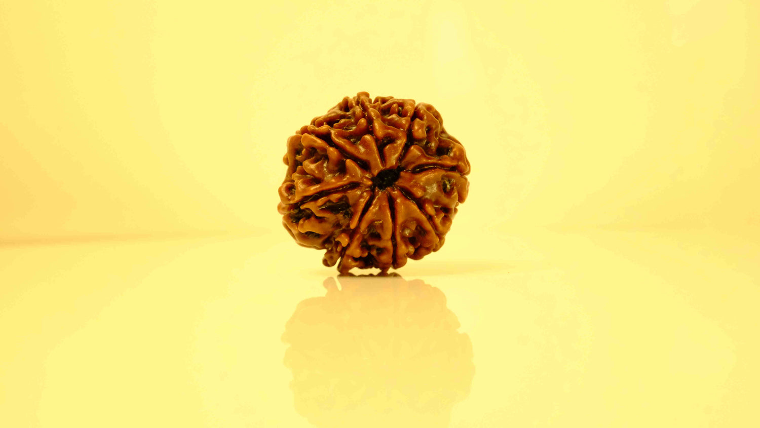 8 Mukhi Rudraksha