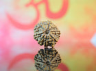 8 Mukhi Original Nepali Rudraksha Regular 