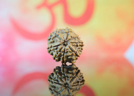 8 Mukhi Original Nepali Rudraksha Regular 