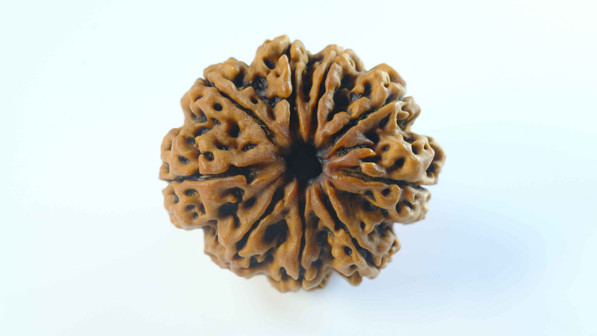 9 Mukhi Rudraksha | Original Nepali | X-Ray Verified | Lab Certified