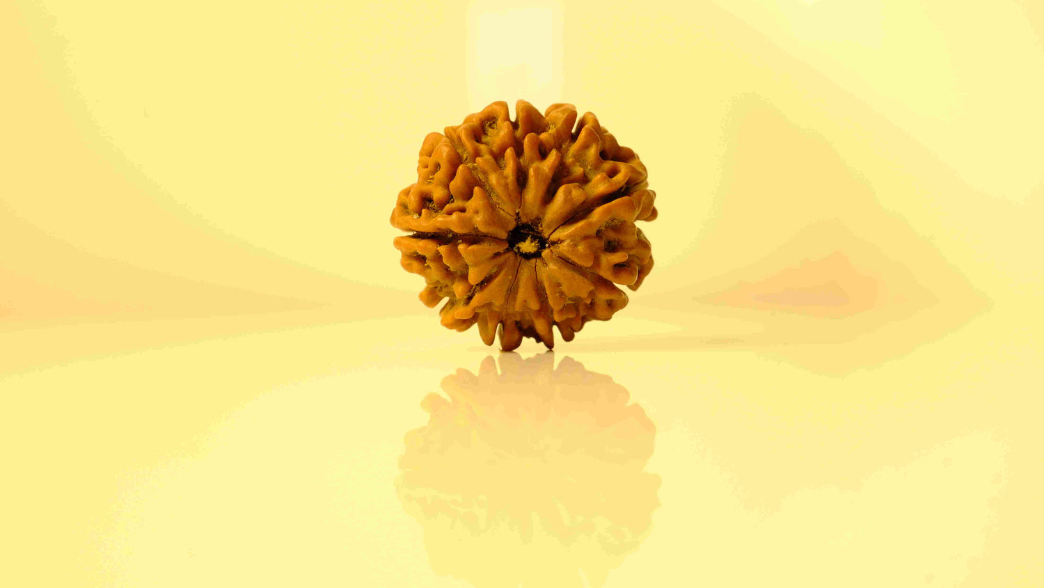 9 Mukhi Rudraksha