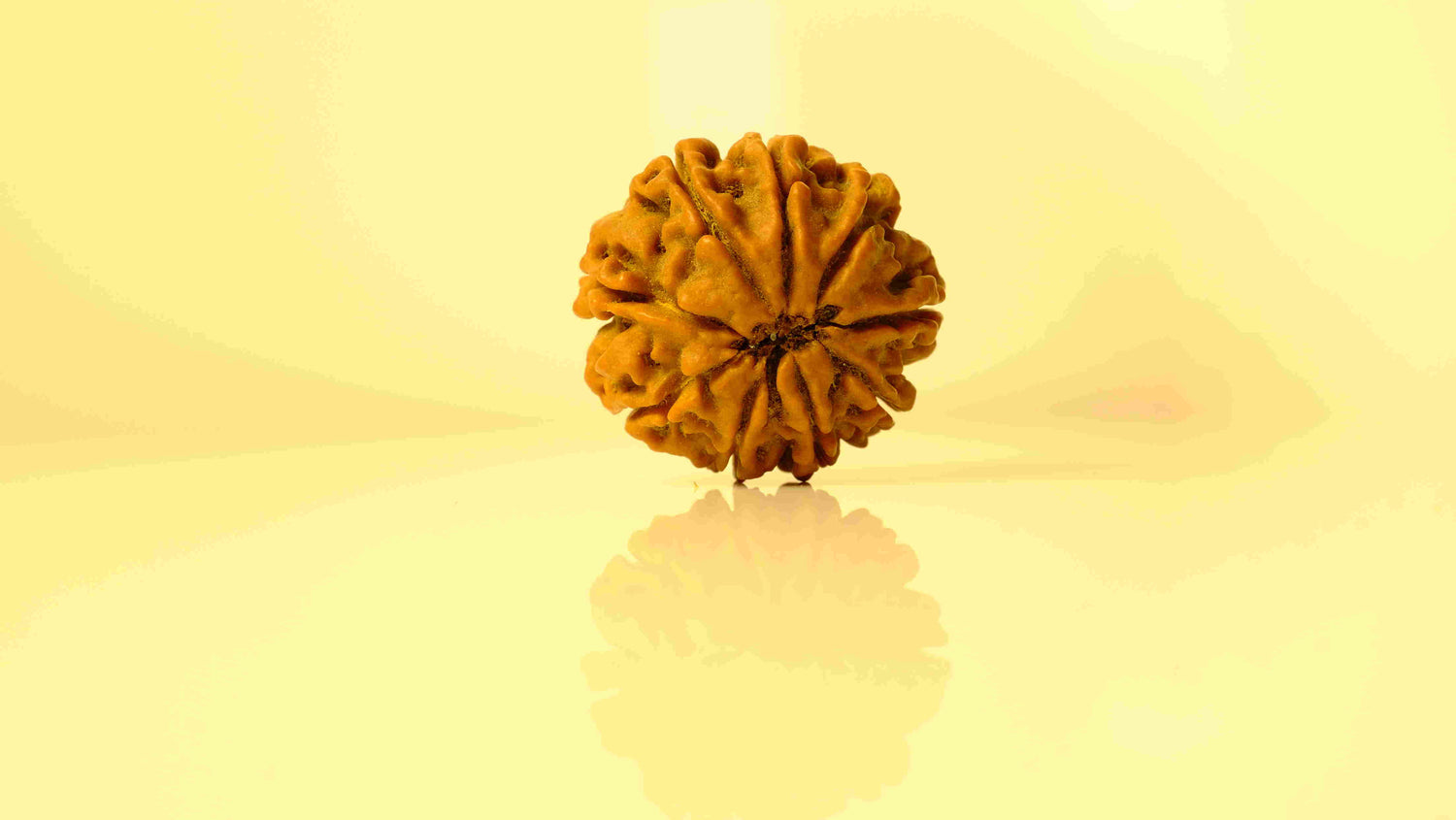 9 Mukhi Rudraksha