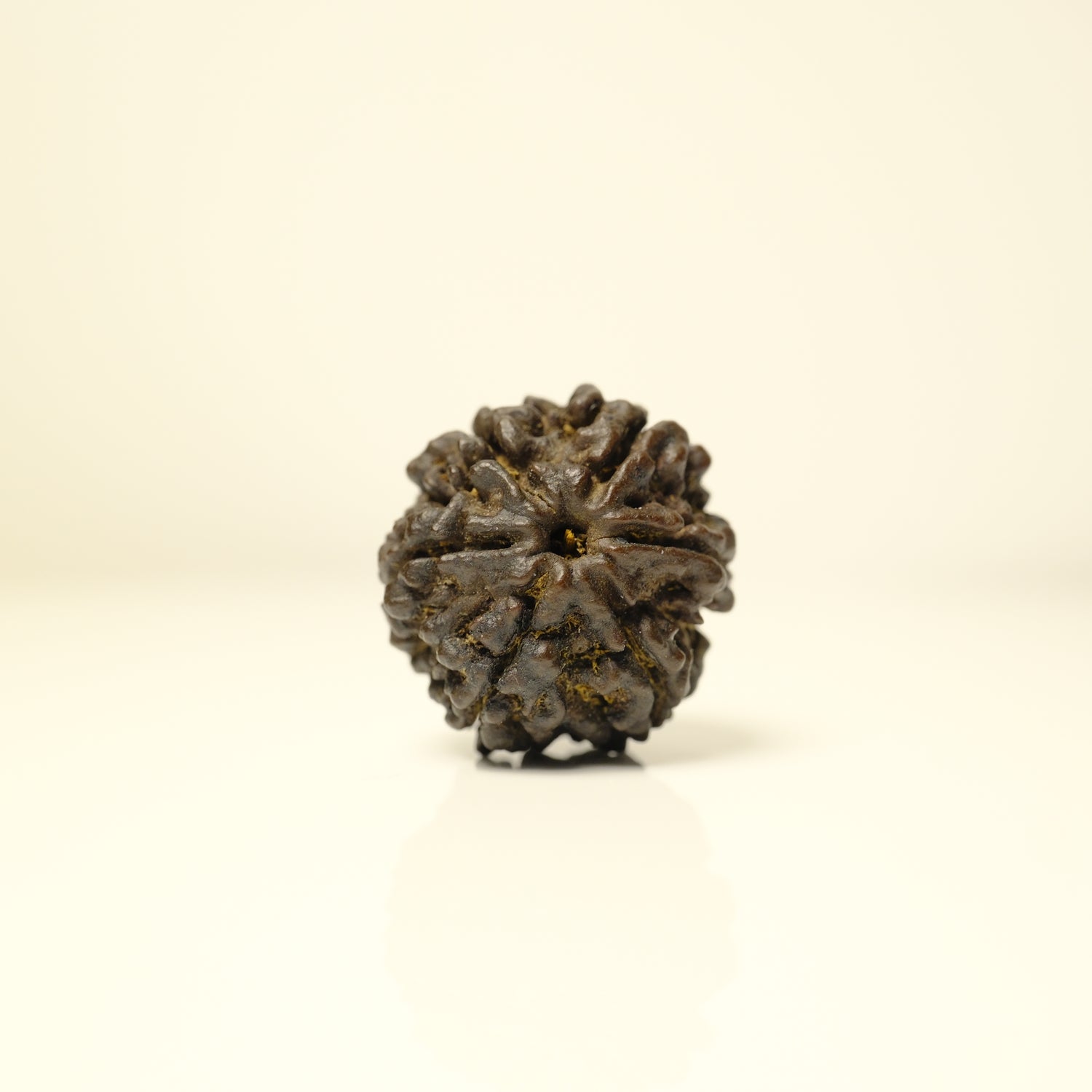 6 Mukhi Rudraksha