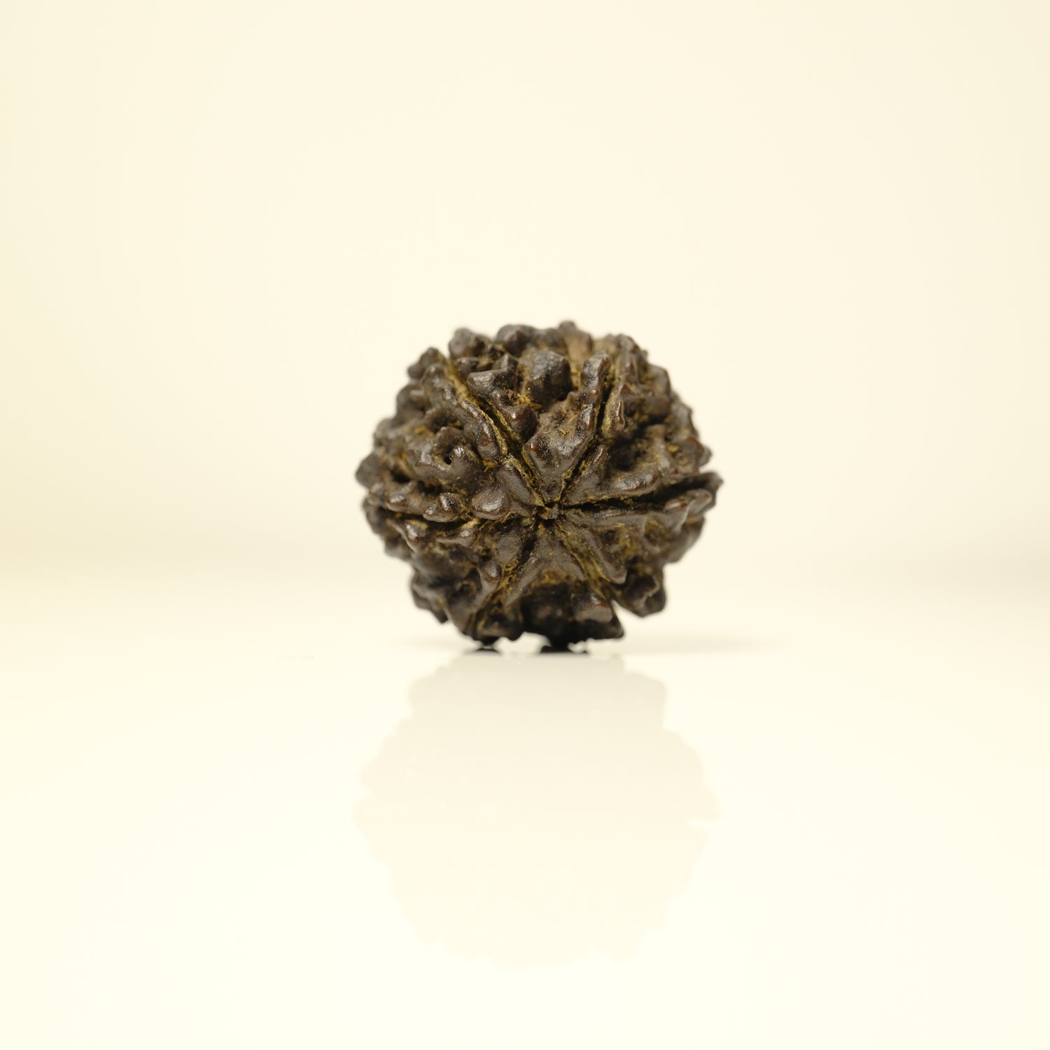 6 Mukhi Rudraksha