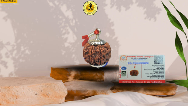 Eight Mukhi 8 Face Nepali Rudraksha - Medium