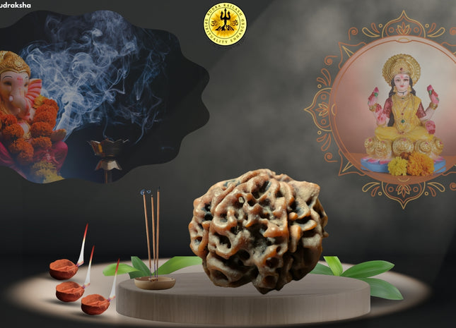 Ganesh Mukhi on 7 Mukhi Rudraksha. Divine, Double power, combines the power of 7 mukhi and Ganesh mukhi Rudraksha.