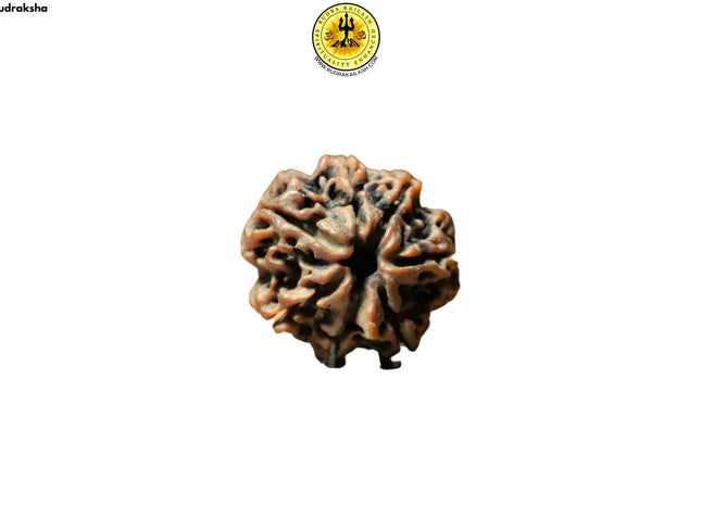 7 & Ganesh Mukhi in one Rudraksha Bead. Double power of Goddess Mahalakshmi and Lord Ganesha.
