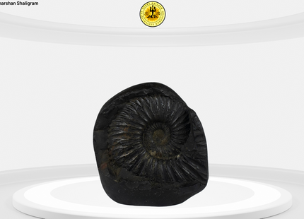 Sudharshana Chakra View of the Shaligram