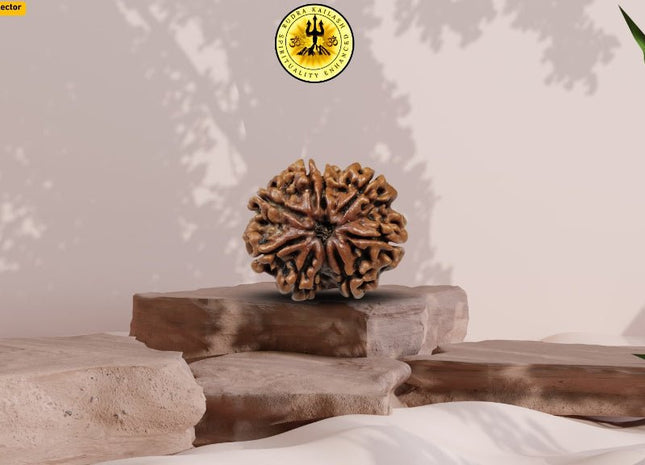 Eight Mukhi 8 Face Premium Collector Rudraksha: Lord Ganesha’s Blessings for Success & Growth - Rudra Kailash