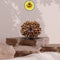 Eight Mukhi 8 Face Premium Collector Rudraksha: Lord Ganesha’s Blessings for Success & Growth - Rudra Kailash