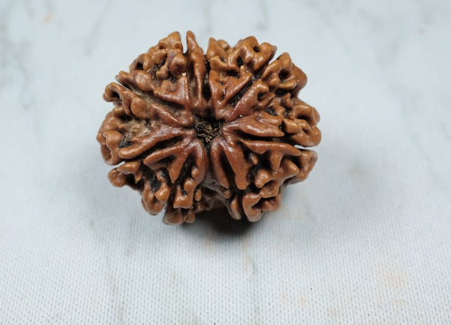 Eight Mukhi 8 Face Premium Collector Rudraksha: Lord Ganesha’s Blessings for Success & Growth - Rudra Kailash