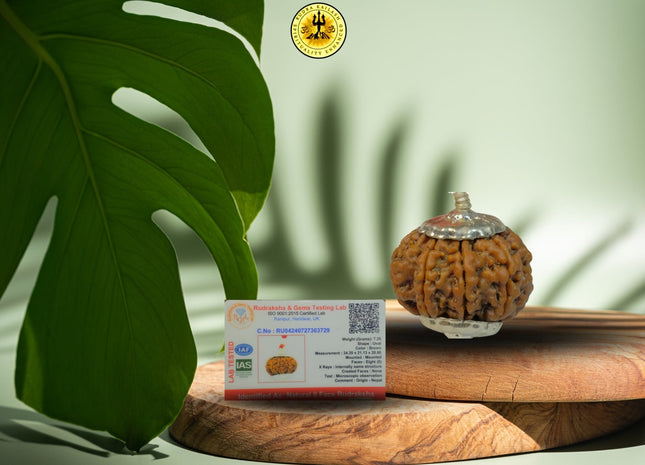 Eight Mukhi 8 Face Rudraksha - Collector - Rudra Kailash