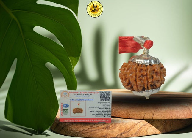Eight Mukhi 8 Face Rudraksha - Medium I - Rudra Kailash